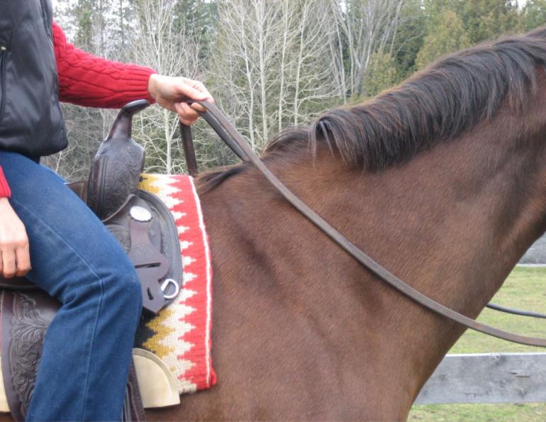 Teaching Your Horse to Neck Rein Horse Journals